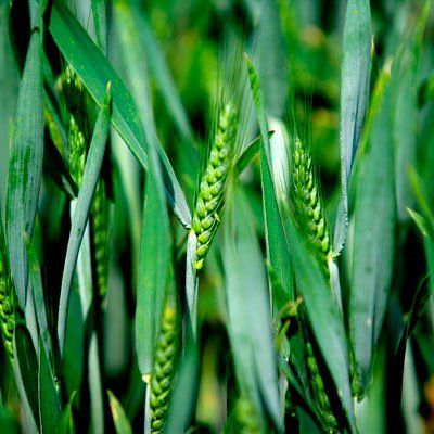 Tramitación de ayudas PAC, agroambientales